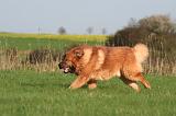 DOGUE DU TIBET 638